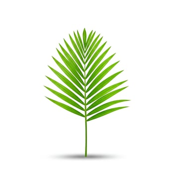 A palm leaf isolated on white photo