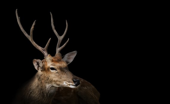 Spotted deer or chitals portrait on black background with clipping path. Wildlife and animal photo. photo