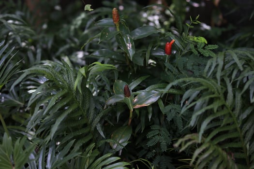 Lush Green Tropical Foliage with Reddish Brown Flower Buds photo