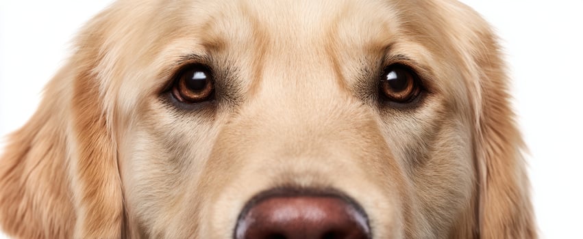 The Heartwarming Portrait of a Golden Retriever with Expressive Eyes photo