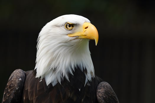 A bald eagle with a yellow beak photo