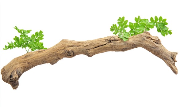 Driftwood branch with new growth photo