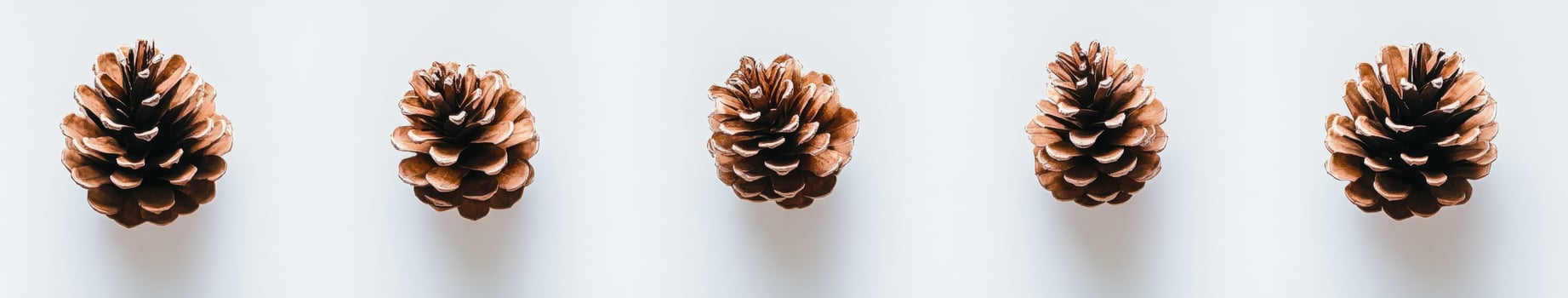 Four Pine Cones on White Background photo