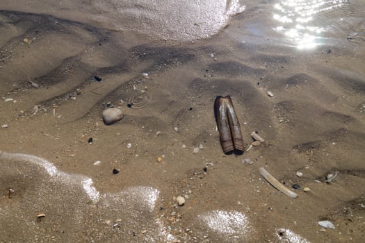 pocket knives shell in the mudflats photo