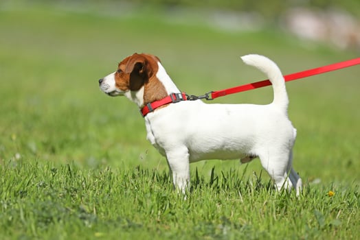 Young jack russell terrier walking outdoor photo