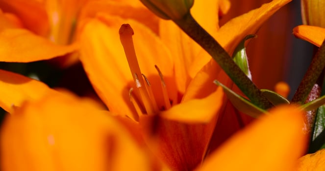 blooming lily flowers in sunny weather during flowering photo