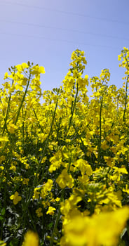 a monocultural field with rapeseed blooming with yellow fragrant inflorescences photo