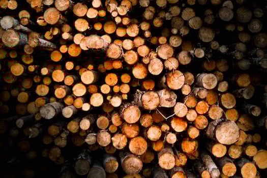Neatly Stacked Logs at a Lumber Mill Timber Harvesting Scene photo