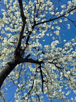 A tree with white flowers against a blue sky photo