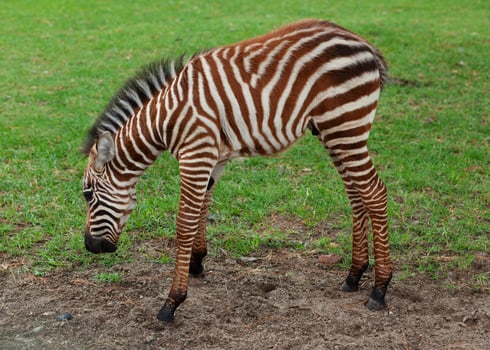 A zebra is bending down to eat grass photo
