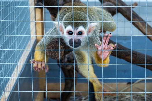 Squirrel Monkey Saimiri sciureus, holds the cage with two front legs and looks straight to the camera. photo