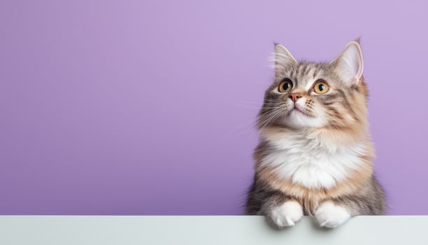 Longhaired cat posing lavender background clean composition indoor focused perspective photo