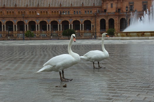Ducks on a rainy spring day in Seville, in Spain. photo