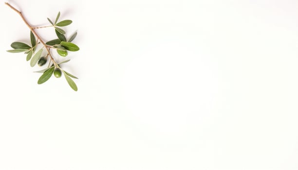 Olive branch on white background photo