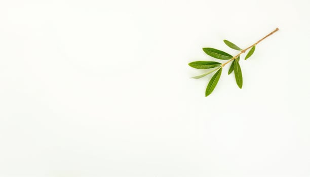 A single olive branch on a white background photo