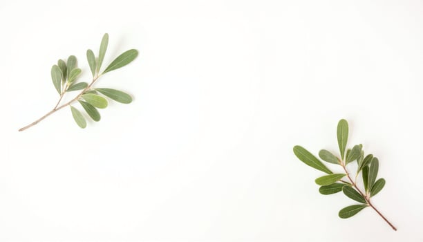 Two green leaves on a white background photo