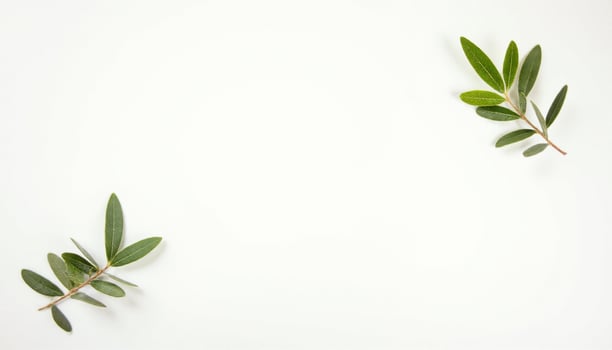 Olive branch on white background with copy space photo