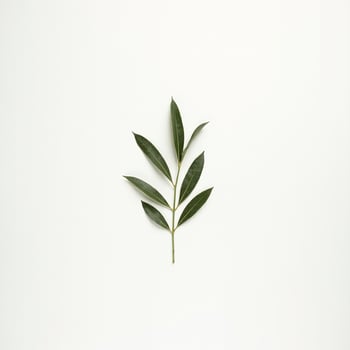 A single olive leaf on a white background photo