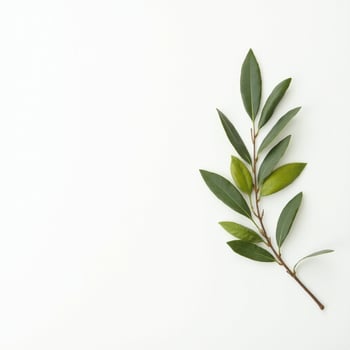 Green olive branch on white background photo