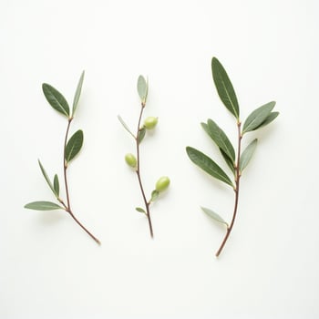 Three olive branches with leaves and green leaves photo