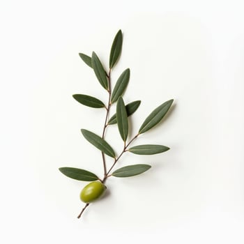 Olive branch with olive on white background photo