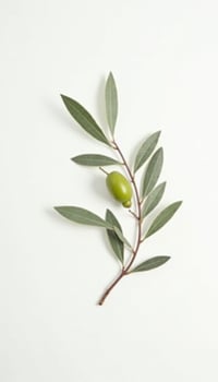 Olive branch with green leaves on white background photo