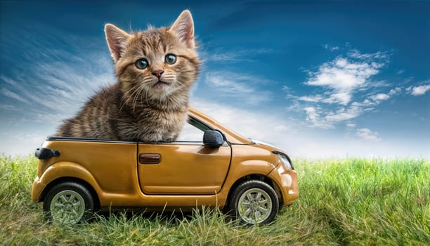 Playful Feline Riding in Classic Convertible Against the Backdrop of a Serene Sunset, Expressing Joy and Whimsy in a Picturesque Scene. photo