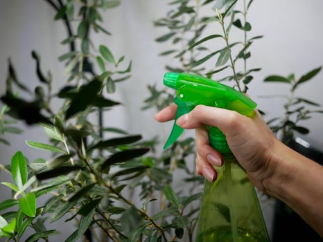 Spraying house plants with a spray bottle. Gardening and flower care concept. Green spray bottle in a woman's hand turned at an olive tree photo