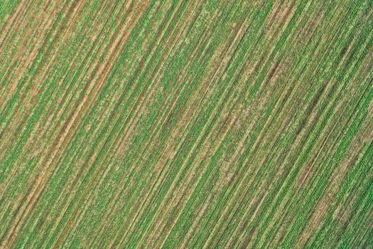 Top view of the sprout line of green crops in an agricultural field photo
