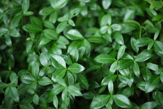 Green leaves as a background photo