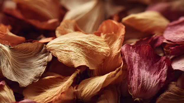 A serene arrangement of fallen petals displays nature's beauty through gentle color and intricate textures evoking a feeling of peace photo
