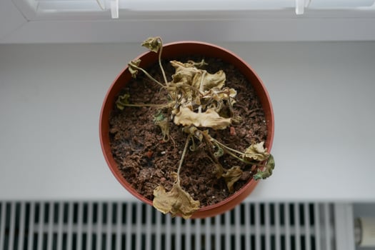 Dried plant in a pot on a windowsill. Houseplant care concept. Dried geranium flower photo