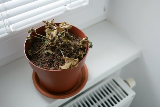 Dried plant in a pot on windowsill. Houseplant care concept. Dried geranium flower photo