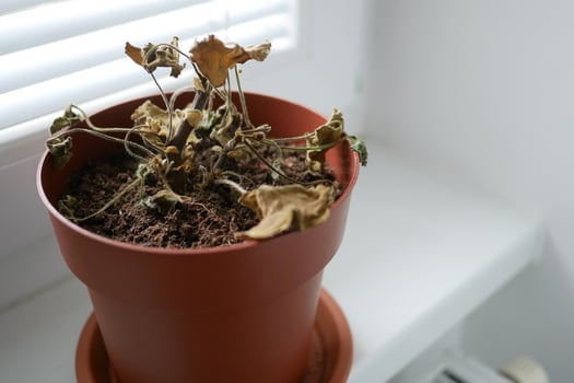 Dried plant in pot on a windowsill. Houseplant care concept. Dried geranium flower photo
