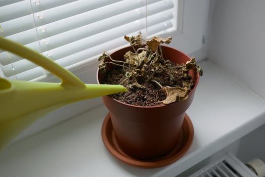 Dried plant in a pot on a windowsill. Houseplant care concept. Watering from a watering can of a dried geranium flower photo