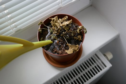 Dried plant in pot on a windowsill. Houseplant care concept. Watering from a watering can of a dried geranium flower photo