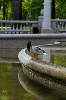 Duck cleans feathers standing in the fountain, Minsk, Bolshoi Theatre photo