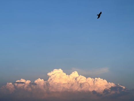 Fluffy pinkish clouds at sunset with a bird soaring above. photo