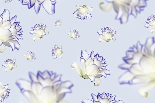 Flying flowers of peony lily, white blooming lilies flower with purple border photo