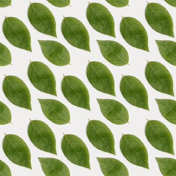 Pattern with Natural green leaves backgroun. Minimal Flat lay ecology friendly concept photo