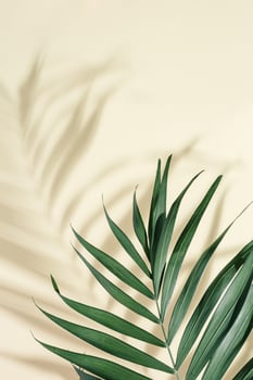 Natural green palm leaf with sun shadow on light yellow. Summer minimal concept, beautiful daylight photo