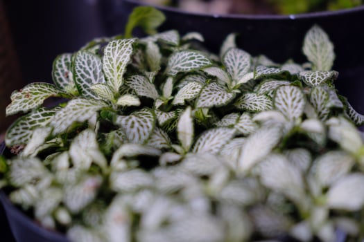 Tiny Leaves in Decorative Pot photo