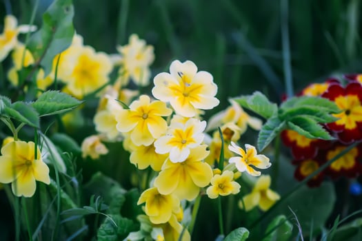 Yellow flowers of a primrose or primula. photo