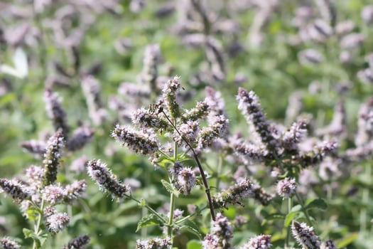 Aromatic purple mint. Medicinal herbs. Natural food ingredients. photo