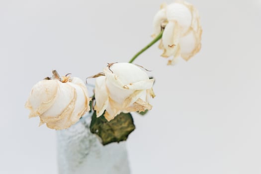 Dried white roses in a simple vase displaying the beauty of withering nature photo
