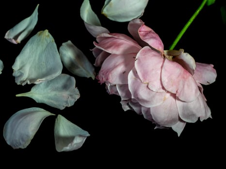 Wounded petals of a withering Plume rose photo