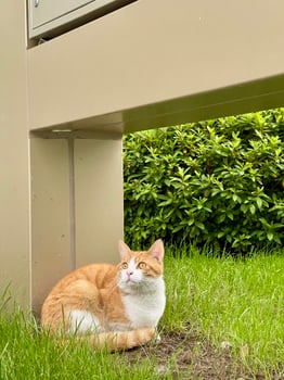 A cat laying in the grass under a post photo