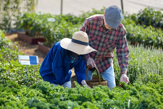 Asian senior couple farmer picking salad lettuce in the field of organics vegetables garden for harvest season and healthy diet food in countryside homestead for longevity and retirement photo