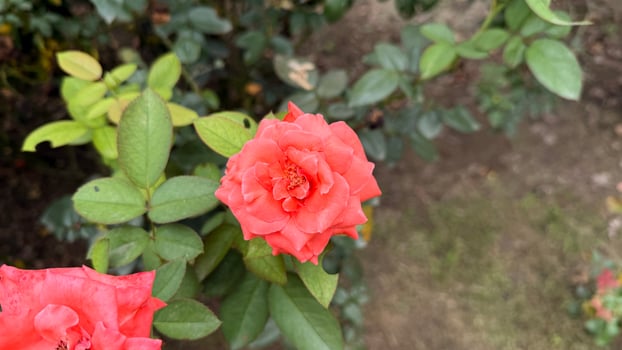 Closeup of a vibrant coral rose flower blooming in a natural garden setting photo