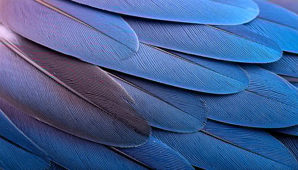 Close-up View of Vibrant Blue Bird Feathers Showcasing Intricate Textures and Patterns photo